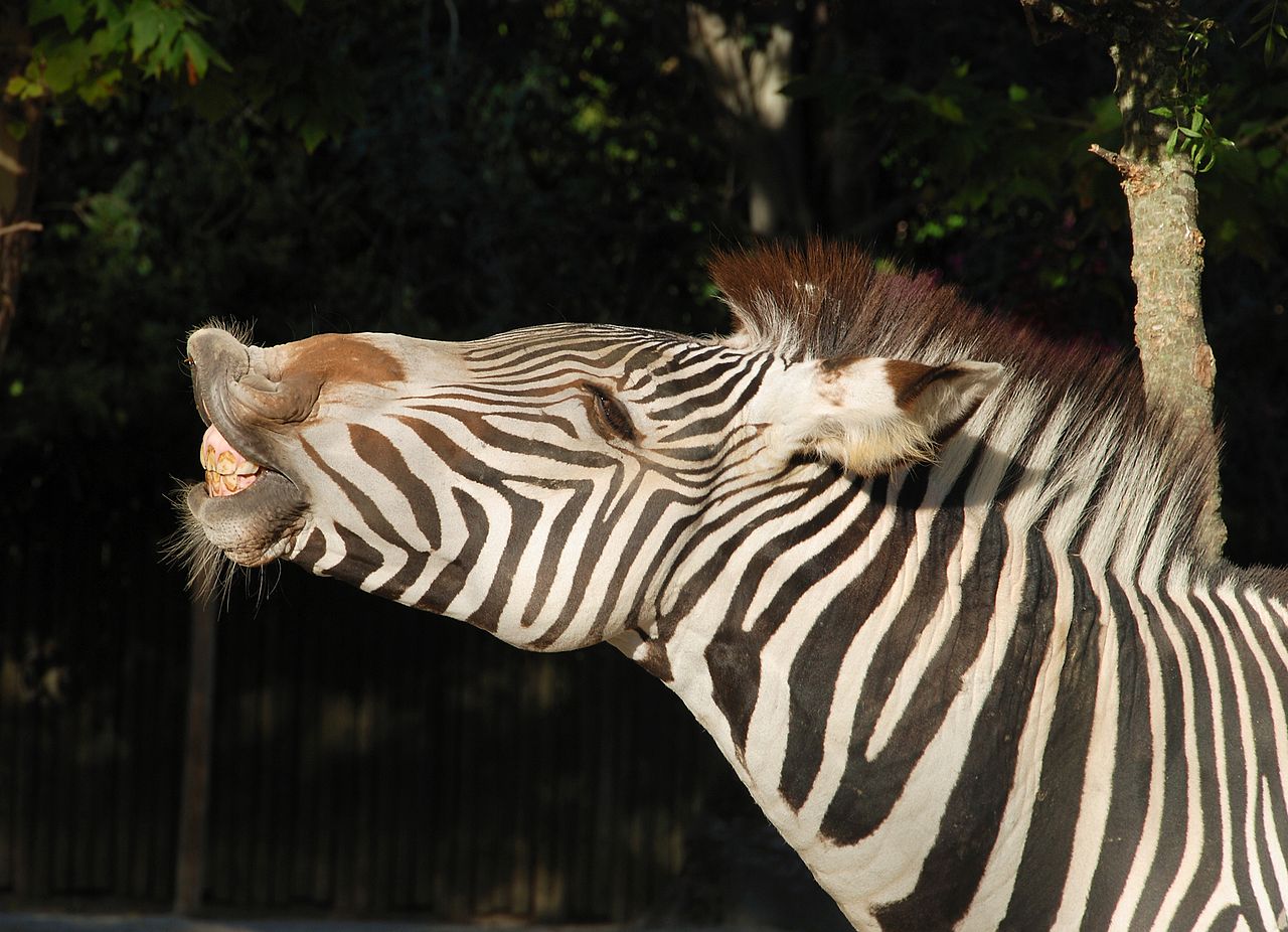 Why zebra refused to be saddled with domesticity